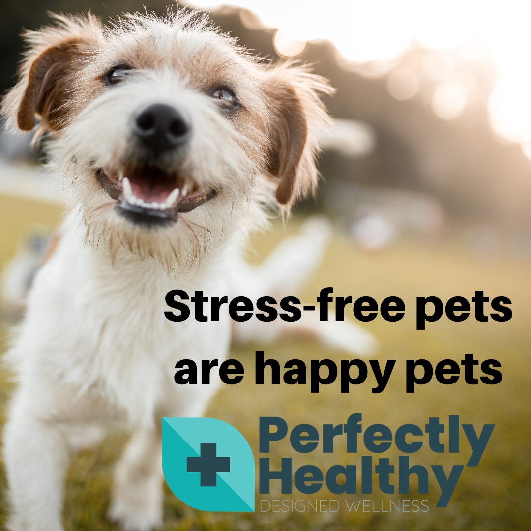 Stress free pets are happy pets perfectly healthy sa