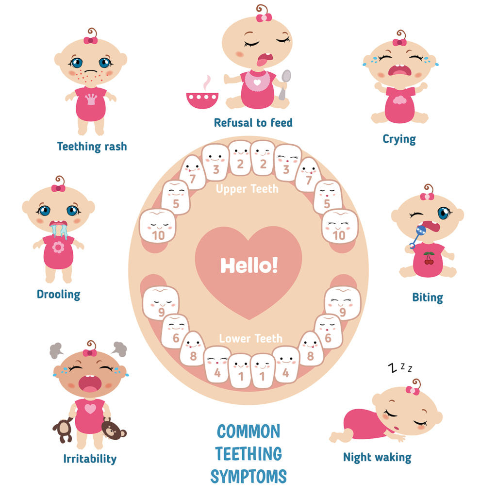 Pain-Free Teething - Quick & Strong Teething